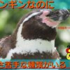 【雑学】ペンギンは暑いところにもいる！？寒い所だけの動物ではなかった！